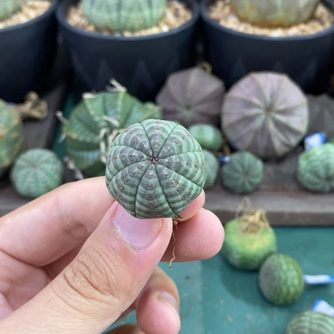 欧系实生布纹球多肉植物