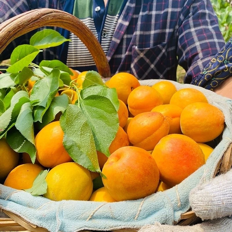 2025温室微黄杏酸杏子半青半黄现采摘现发新鲜水果包邮
