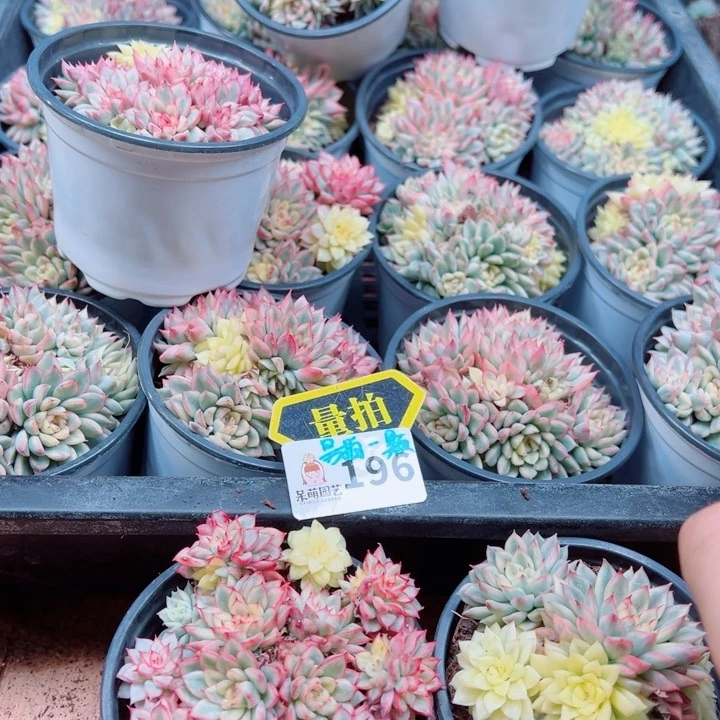 多肉植物多肉植物