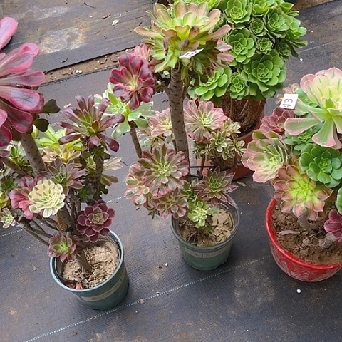 丽***头法师嫁接的时候就会187