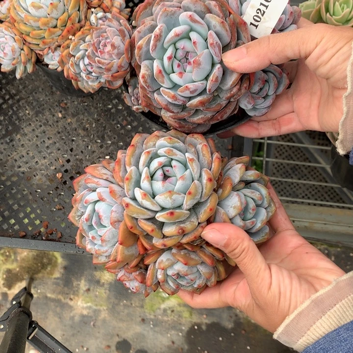 102101两个嗯嗯嗯嗯嗯嗯好