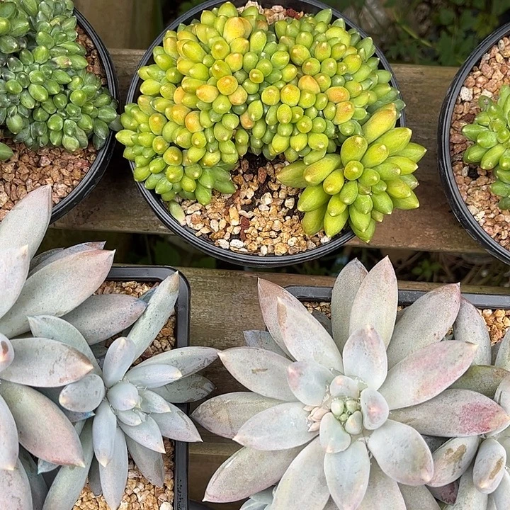 皮****多肉植物一物一拍