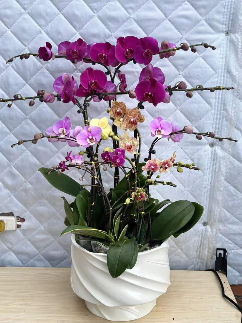全家福蝴蝶兰盆栽盆景带花剑四季开花