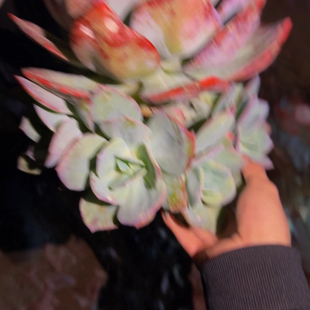 静*血凤 一颗 不包损84号
