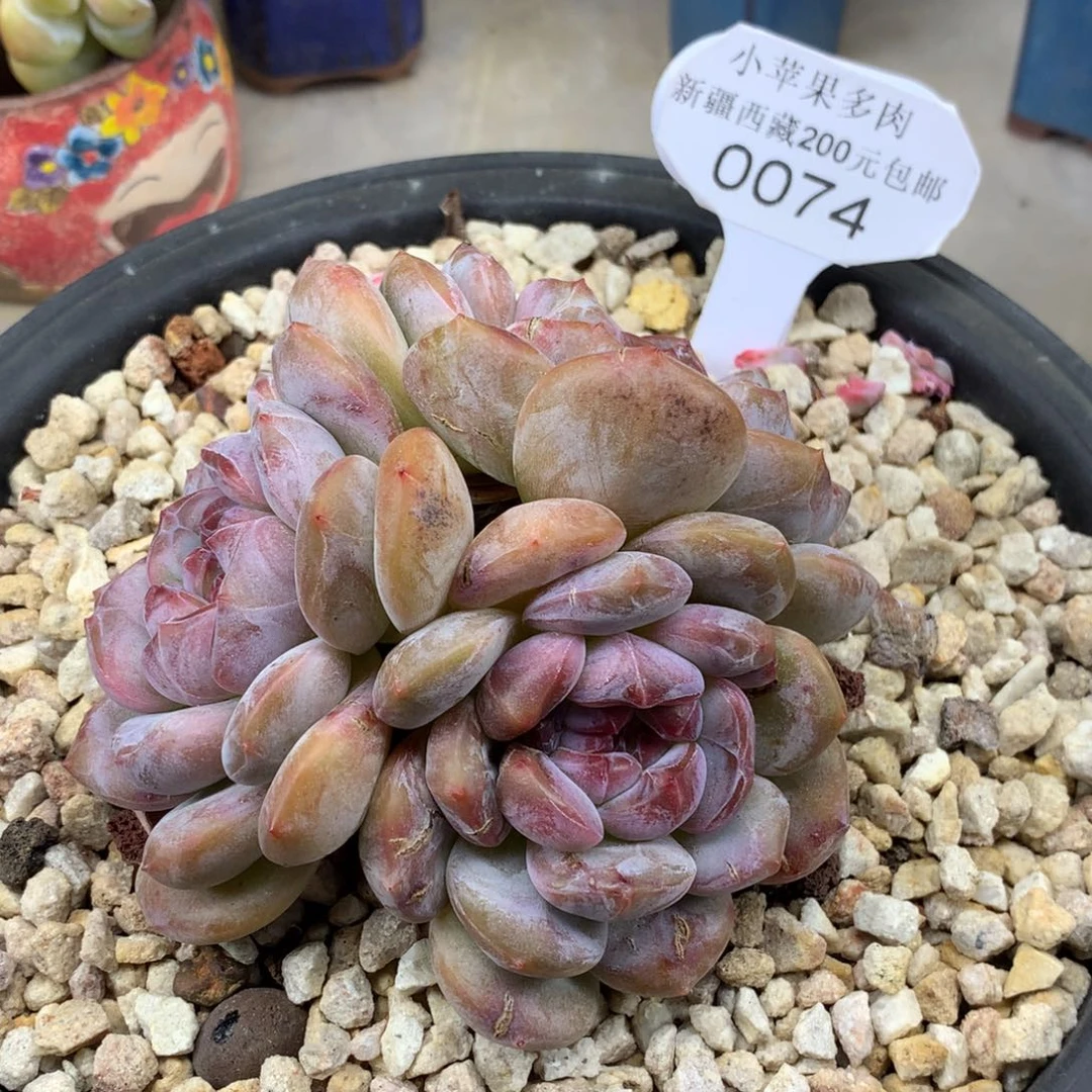 绿底紫心074/10cm3头