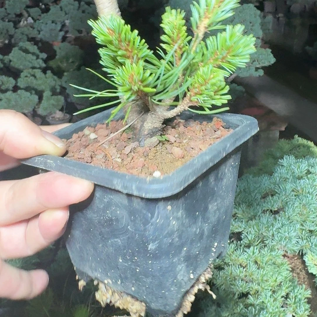 无花朵盆景1111111