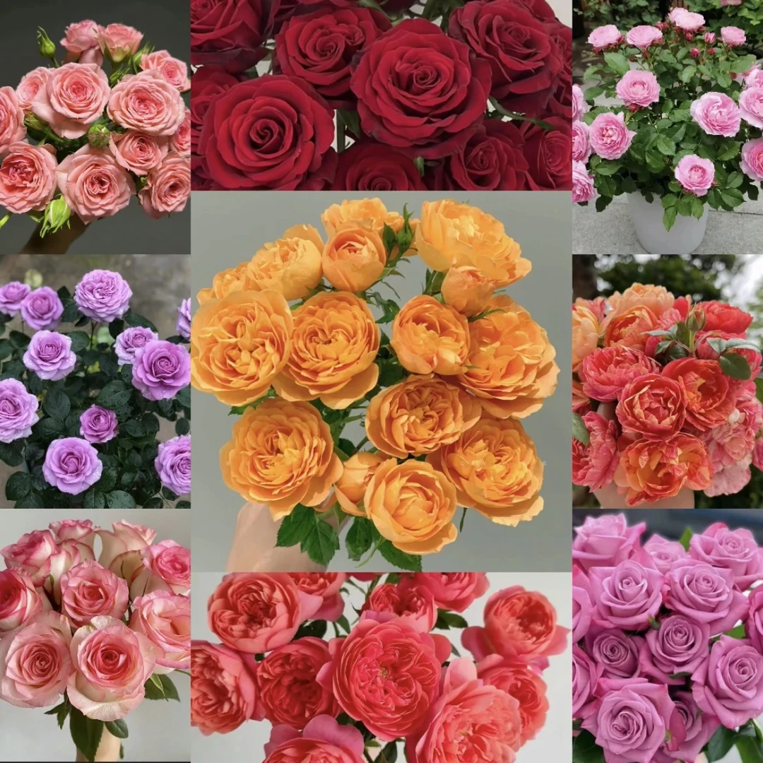 【一物一拍】1加仑盆多棵扦插月季花花卉绿植盆栽花卉直播四季开放