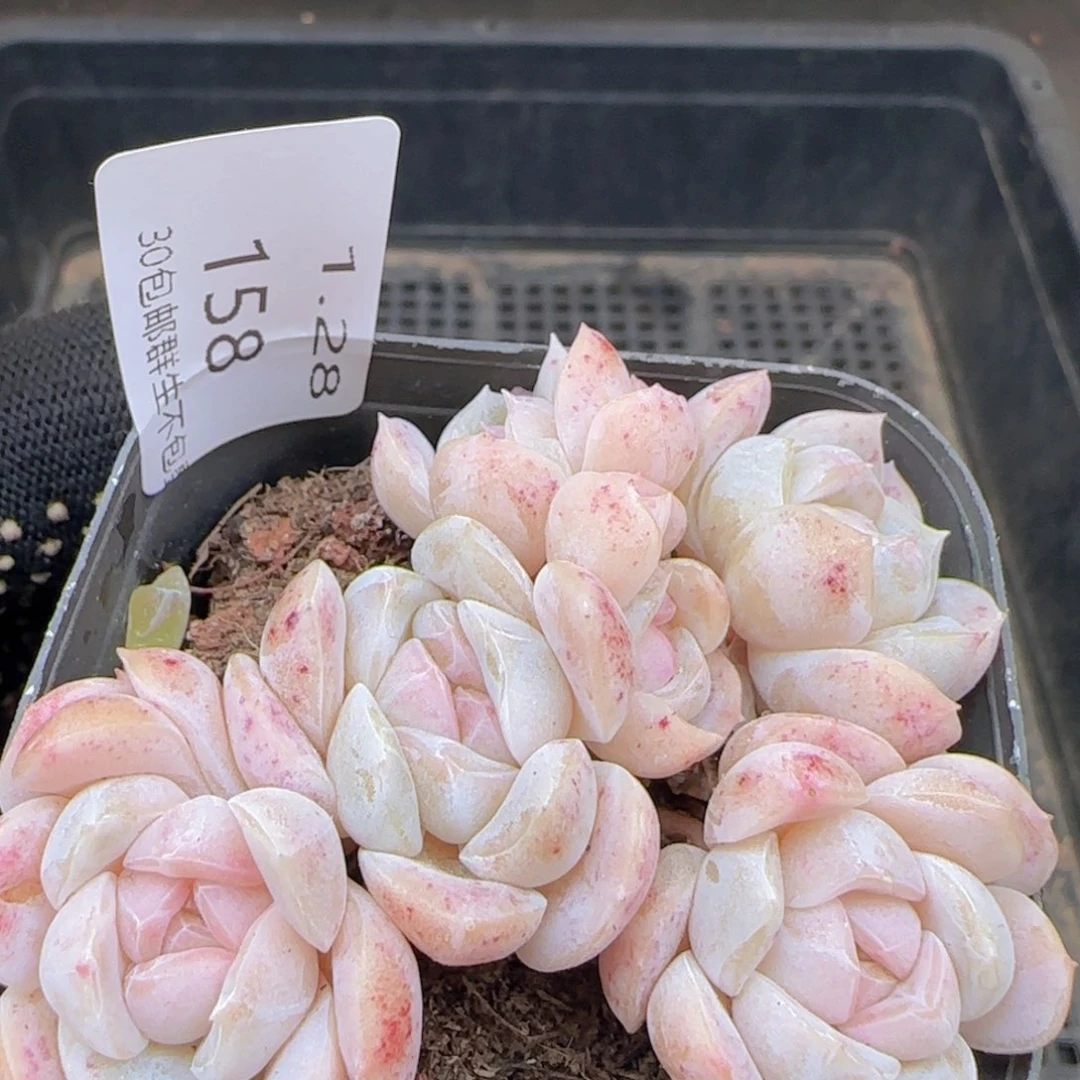 六头白桃汽水一颗