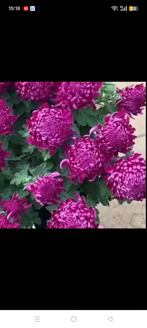 紫绣球半成品菊花苗耐寒耐热阳台地栽
