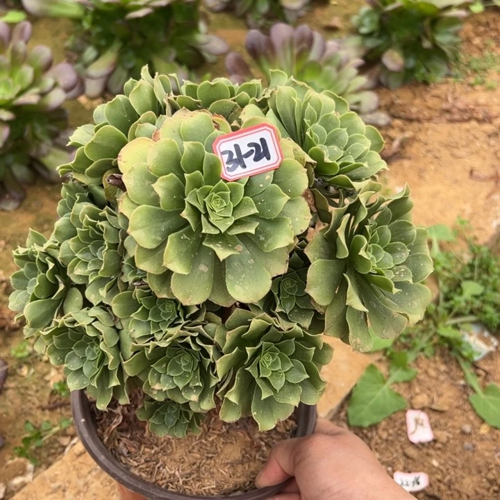 绿杨蓉多肉植物31-21