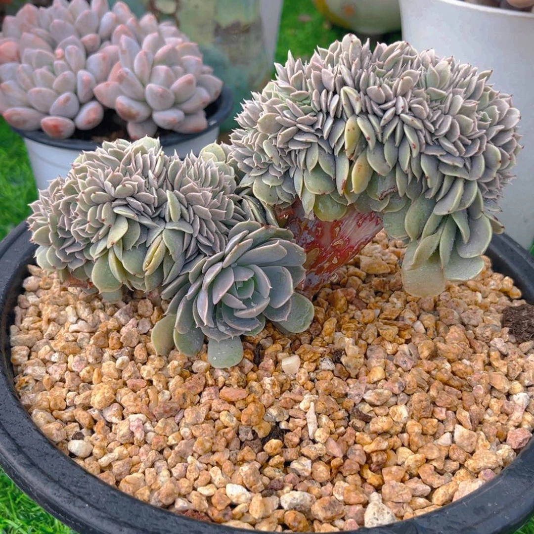 天赐缀花8888888888