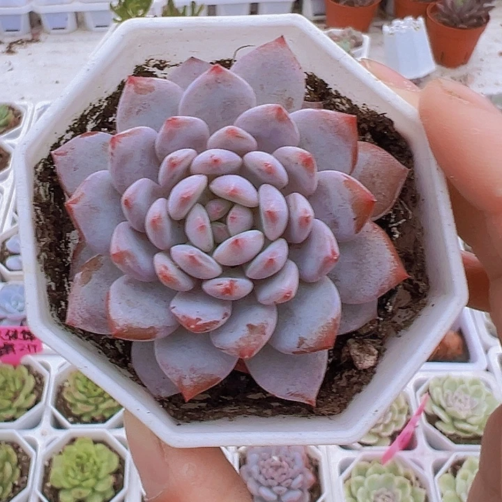 玉芙蓉19包邮多肉植物