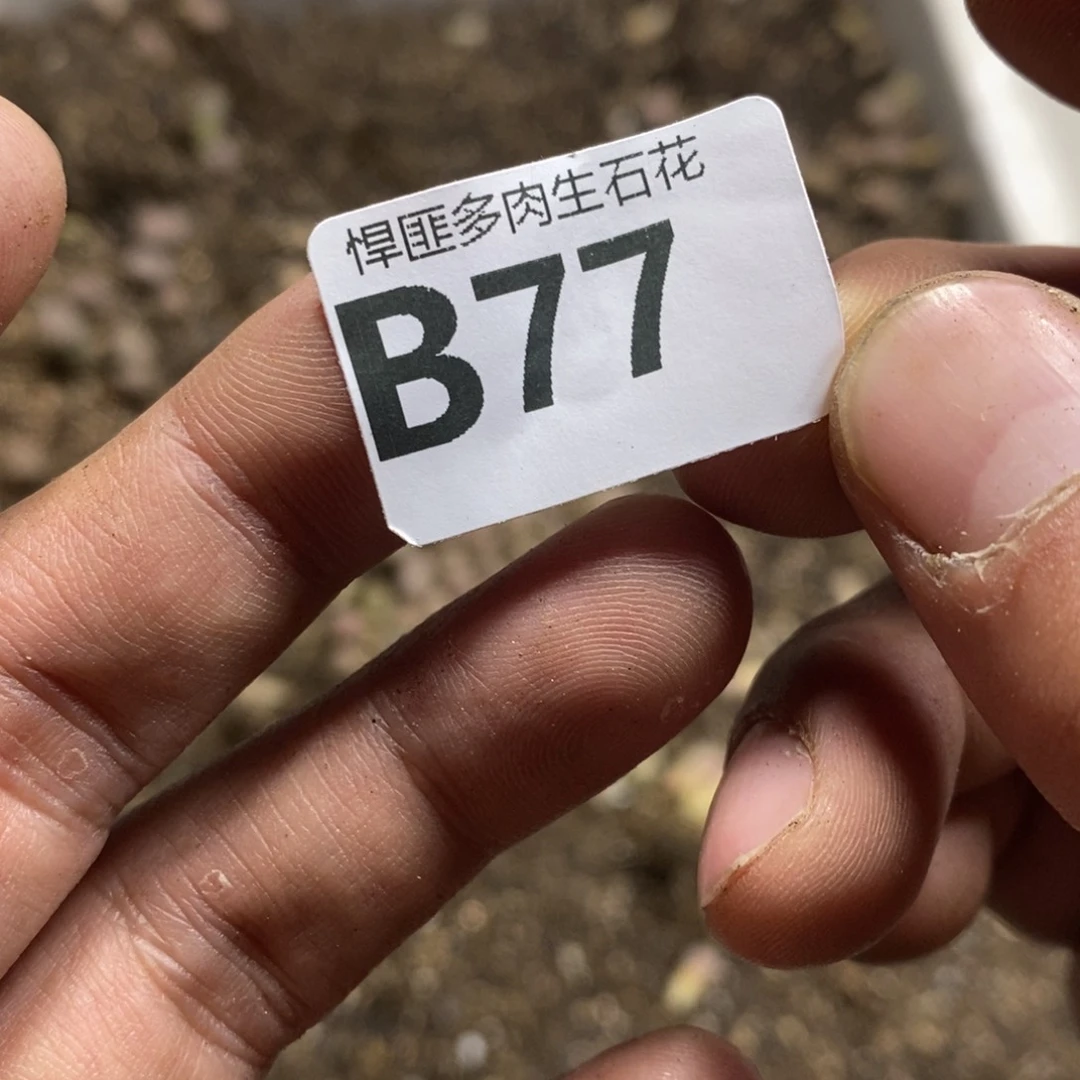 ?**雪77号多肉植物多肉植物
