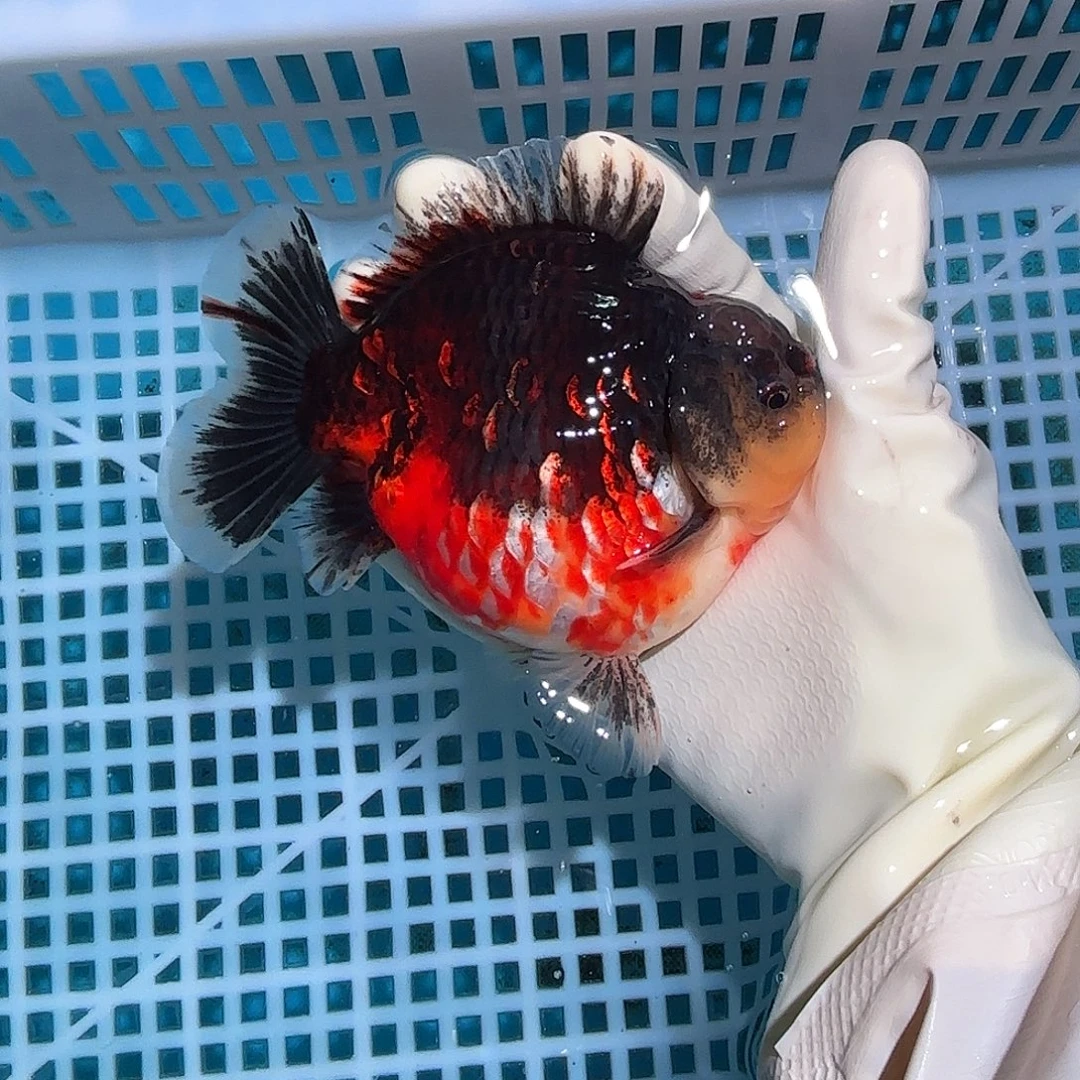 金鱼金鱼28589658