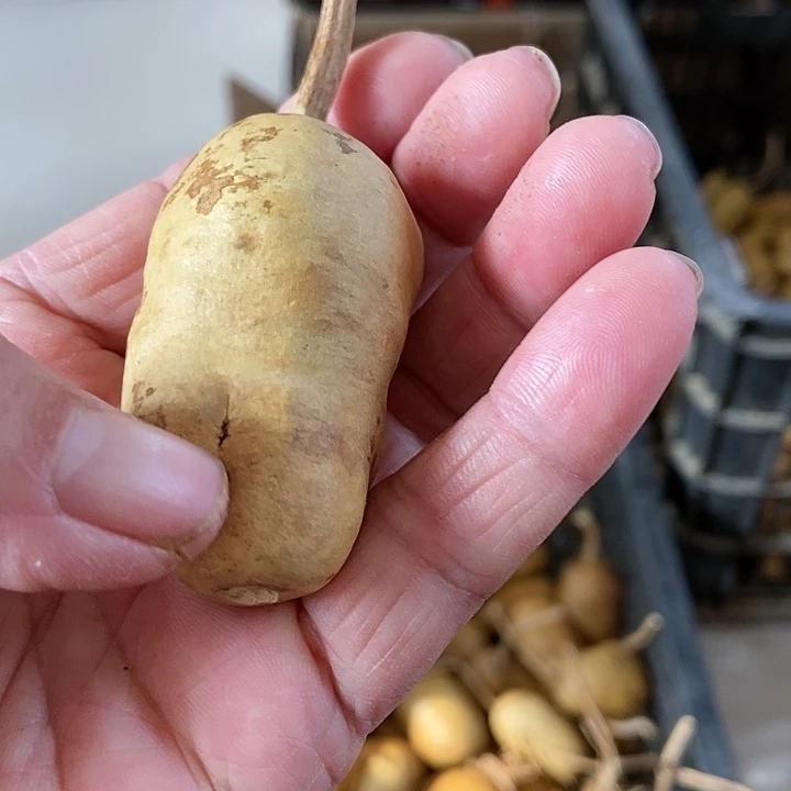 快***螂z bsi xo dsb b d x j