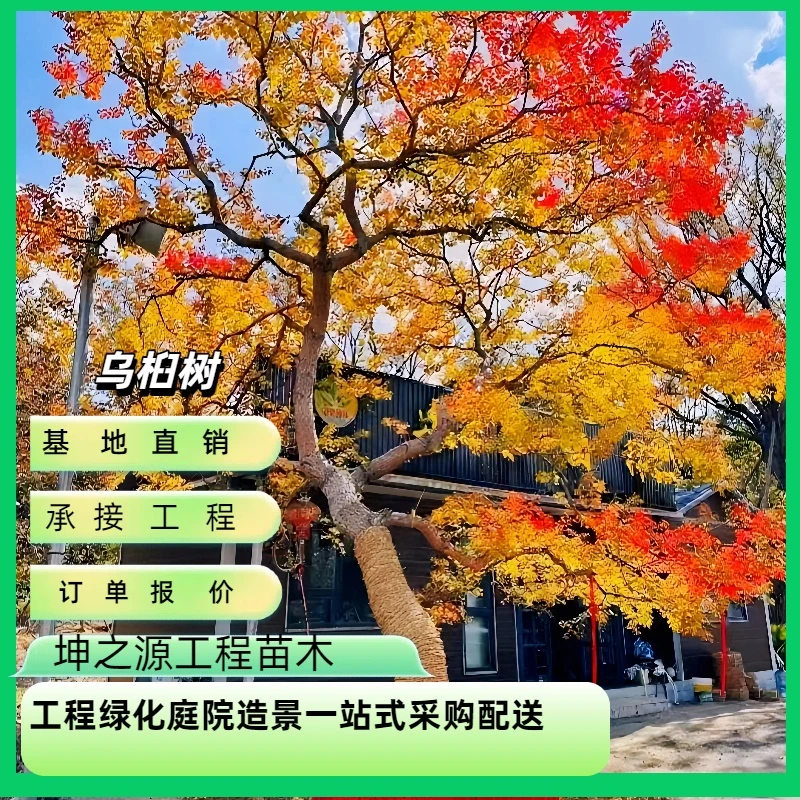 造型乌桕盆景落叶型乔木乌桕树苗丛生乌桕大树乡土树种庭院