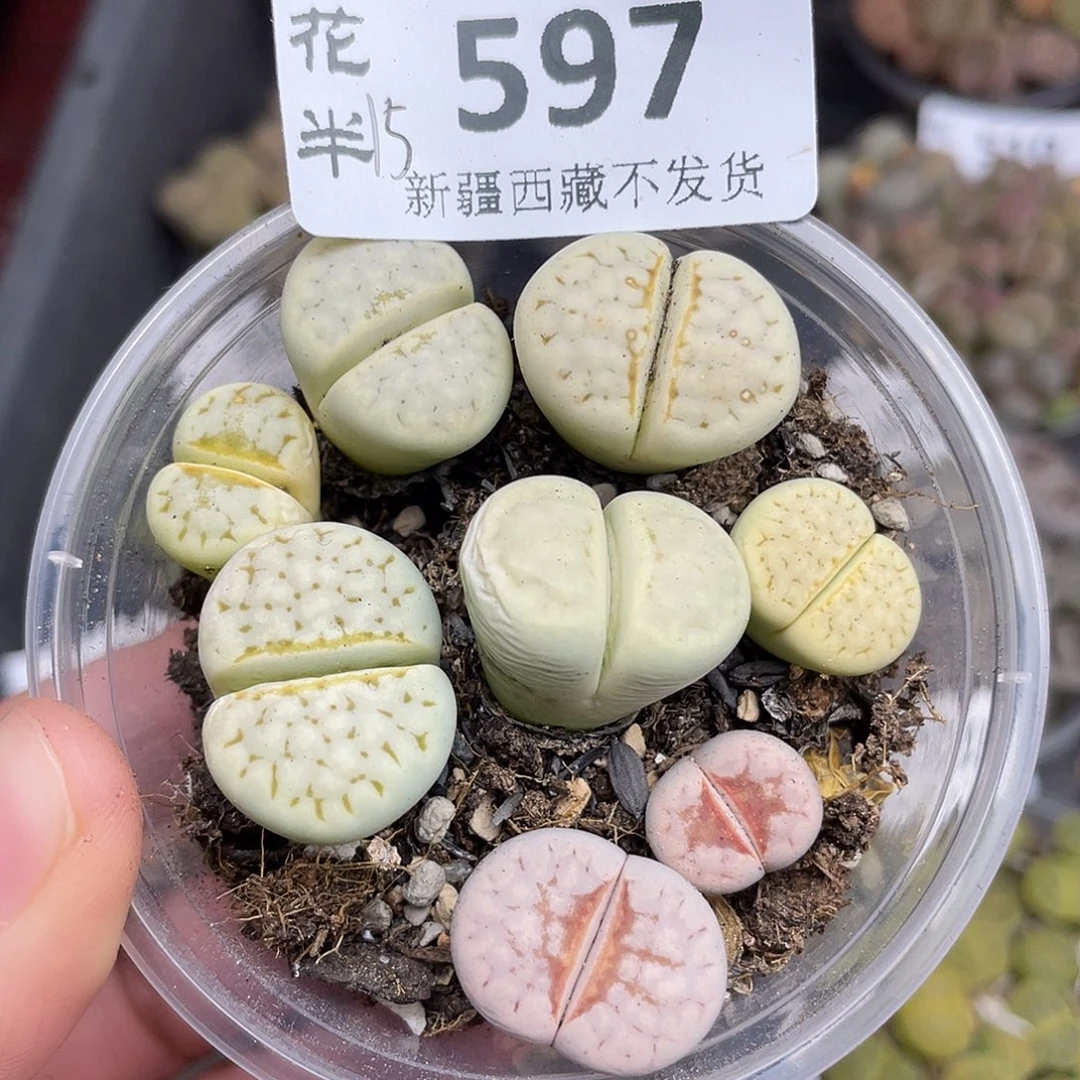 597000000花花花花花