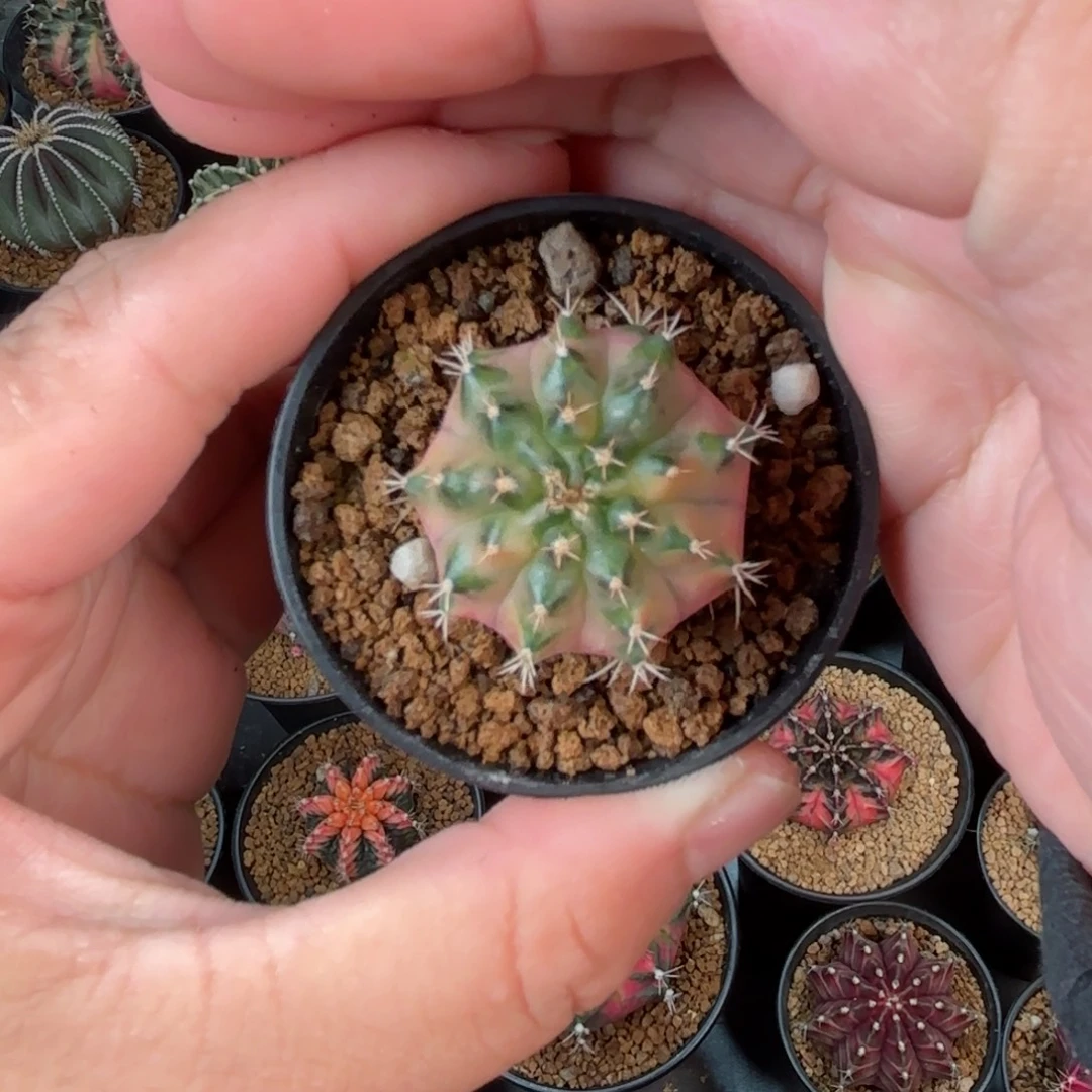 泰系月亮皇冠米哈仙人球55号