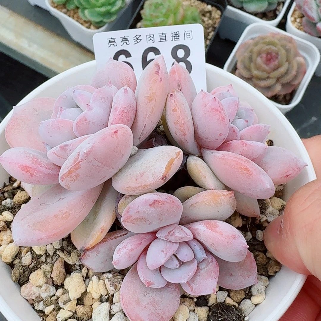 奶茶            精美多肉植物