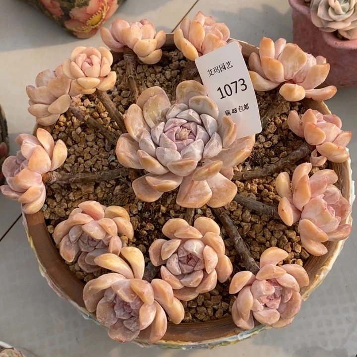 汉堡群生多肉多肉073