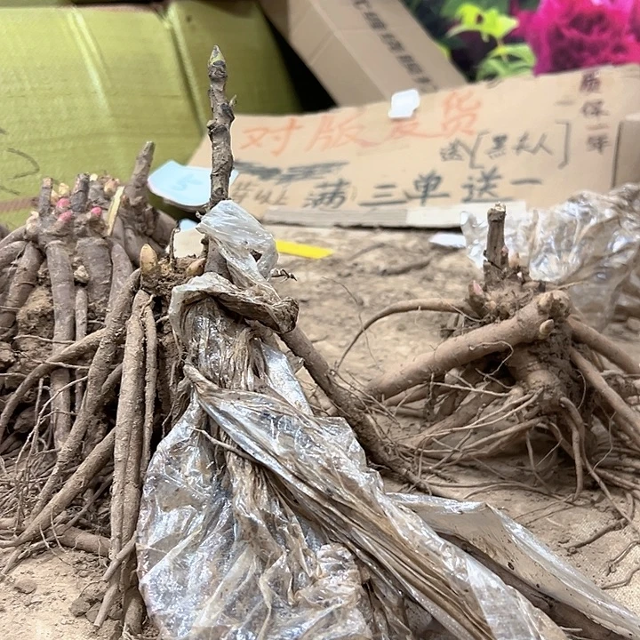 当前无花栽培后可以开花牡丹6颗送2