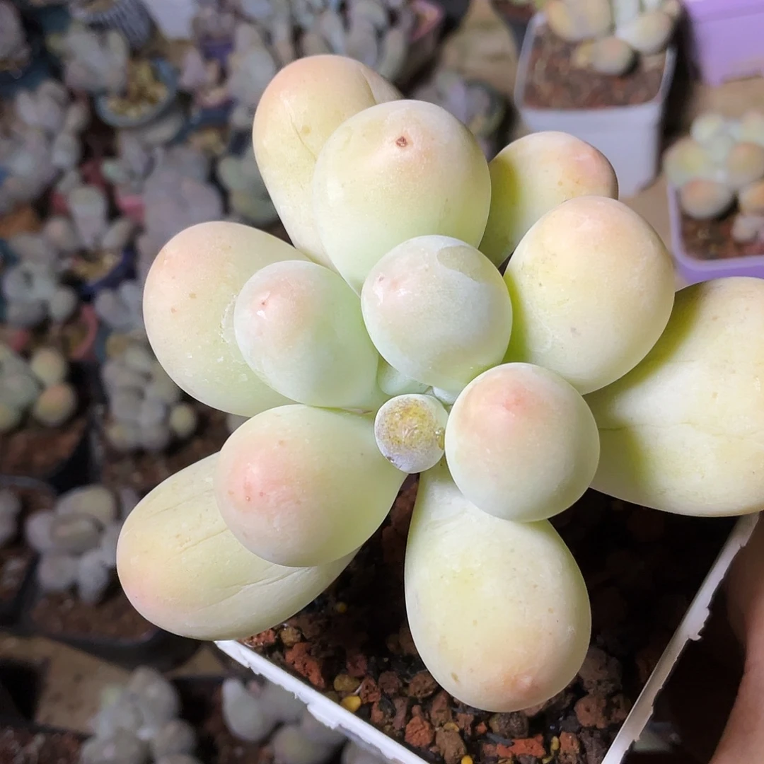 是***吖多肉植物的生长发育和