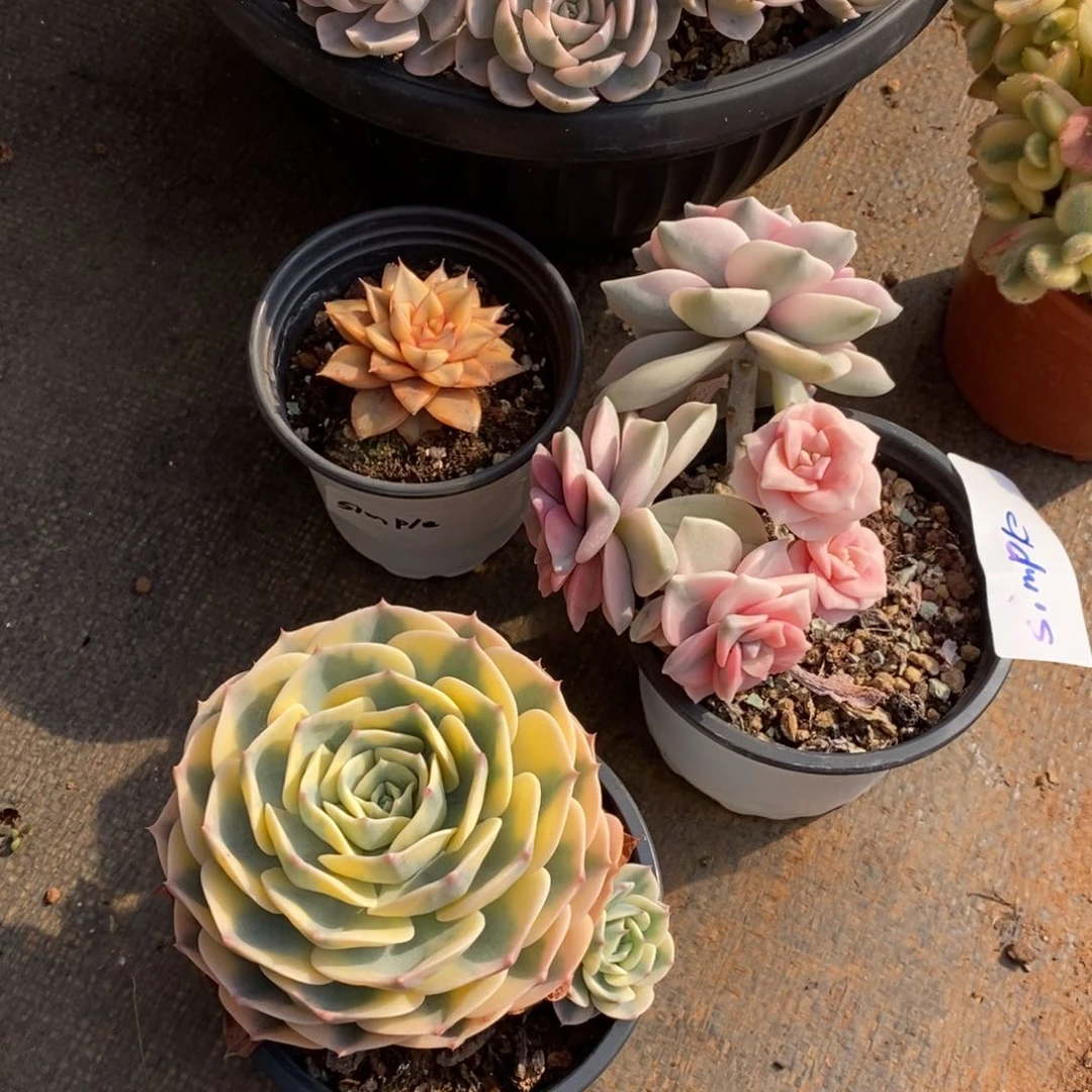 ?****?多肉植物组合