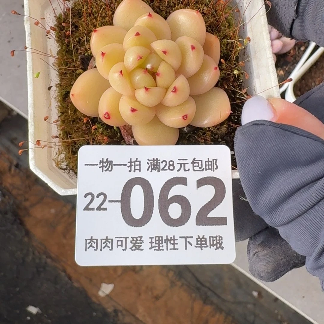 莱拉无盆土发货无