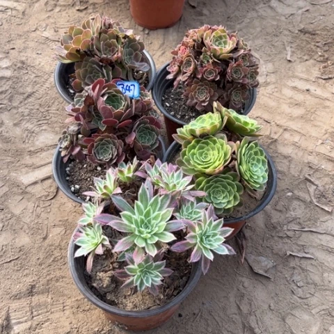 847多肉植物组合，