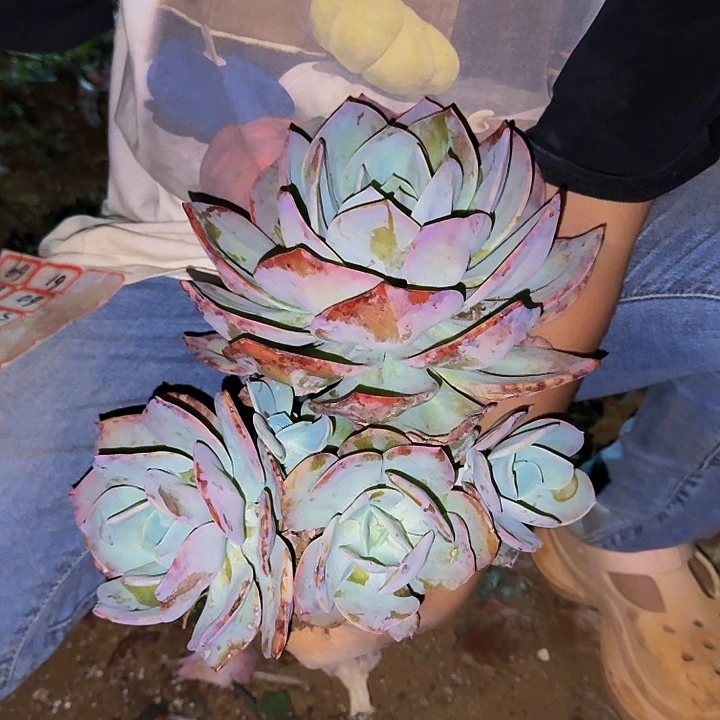 用***9血凤 一颗 不包损55号