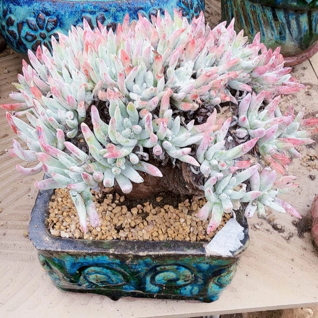 1723雪花仙女杯多肉