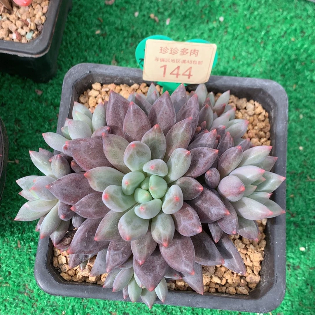 红蜻蜓无砍开播福利144