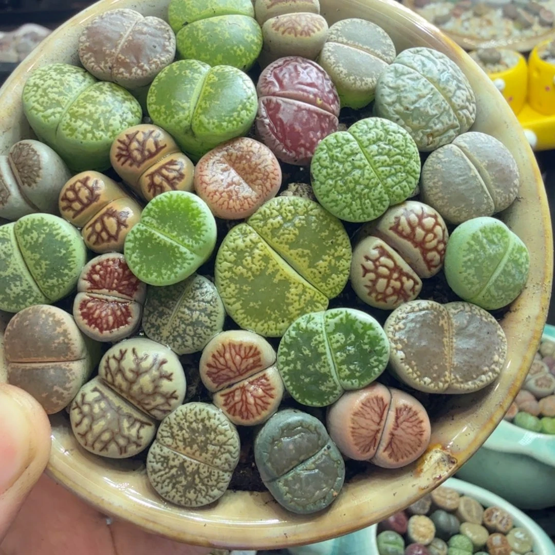 敏***多肉植物福利冲冲718