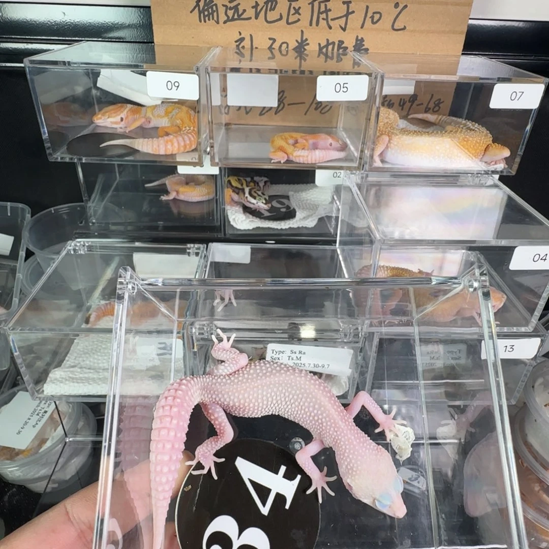 豹纹守宫超级雪花红眼暴龙妹妹