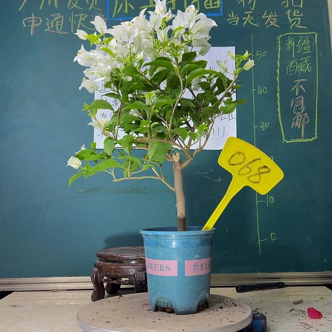 当前无花栽培后可以开花白雪公主068