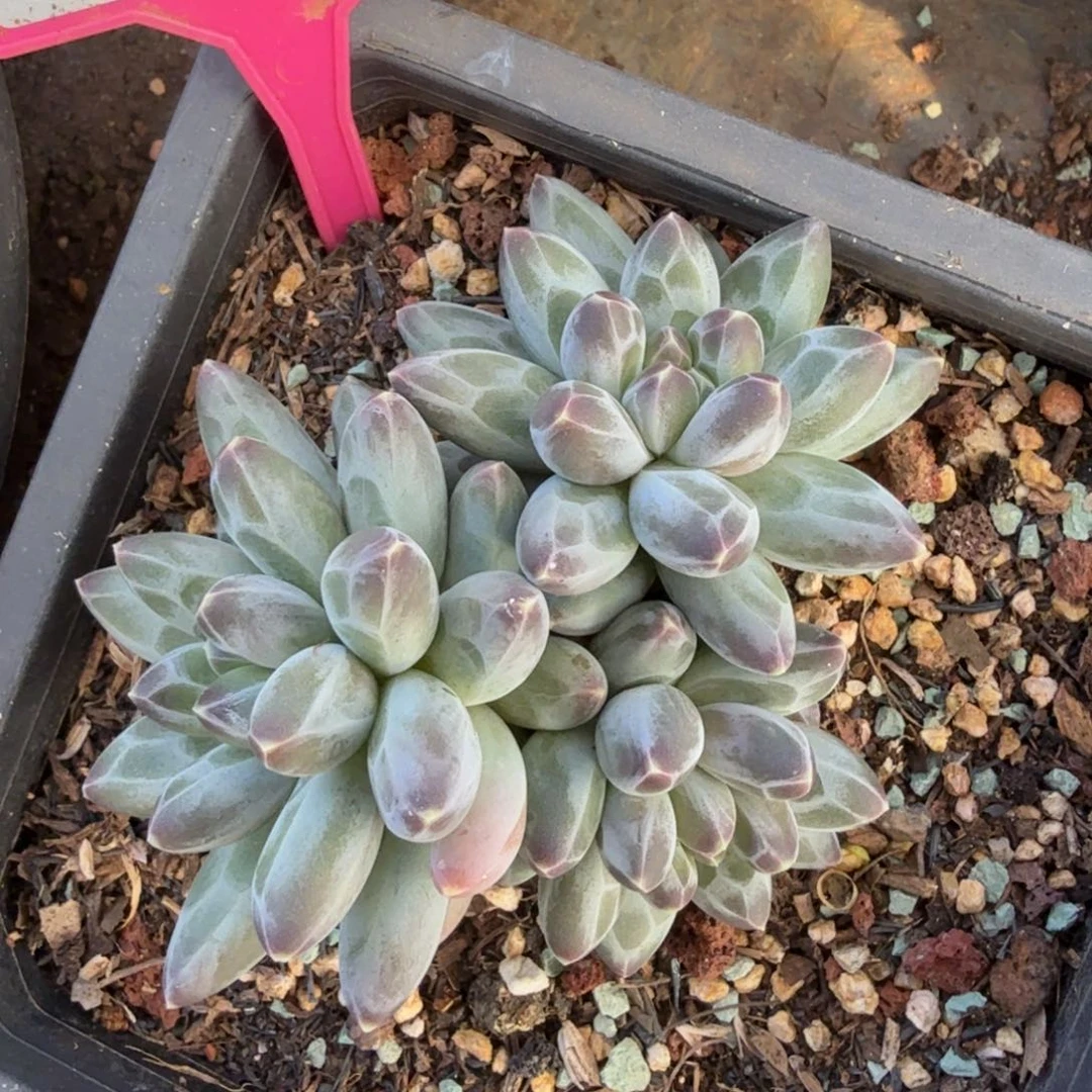 白体伊卡鲁斯一物一拍313