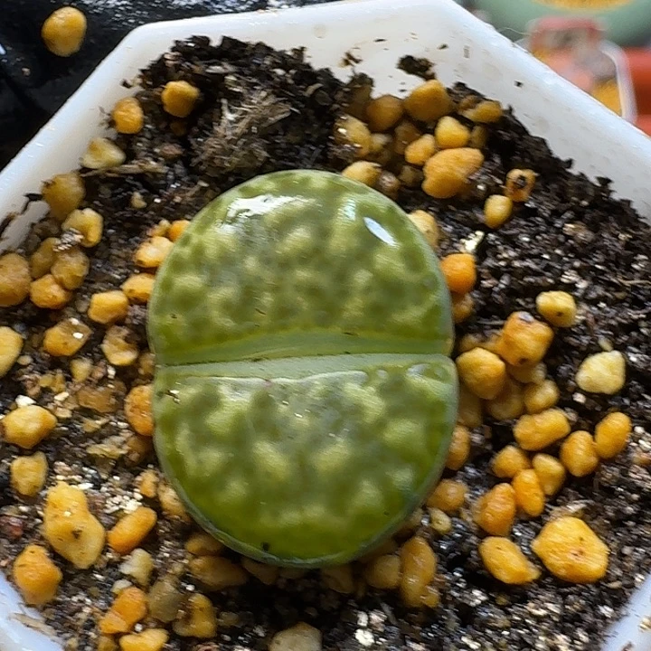 生石花23:：：。  78号