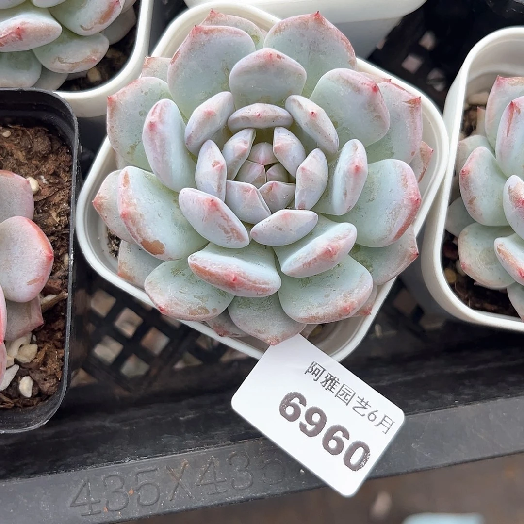 阿雅园艺。     6960星星橙
