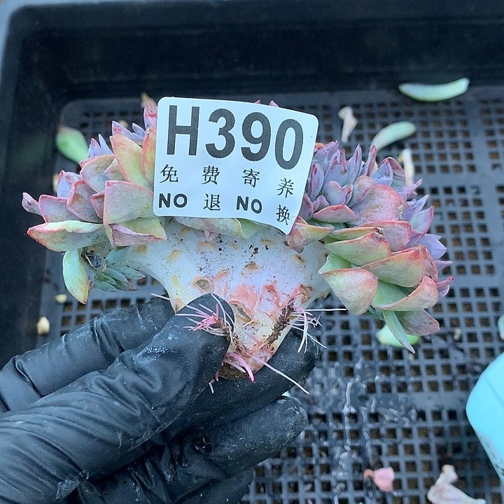白凤缀化变异 非偏远38包邮、节后发
