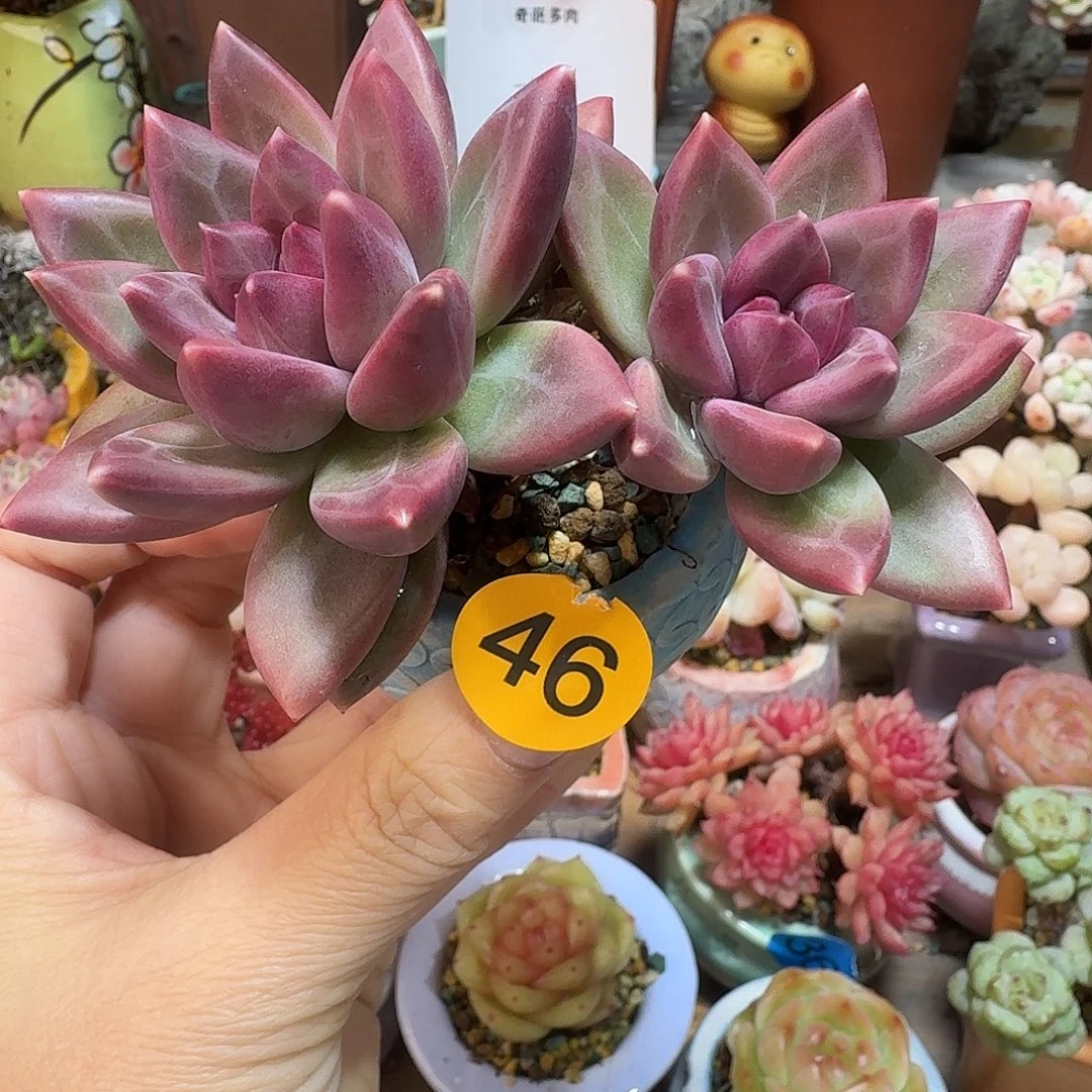 46 多肉含盆土 30元包邮非偏远