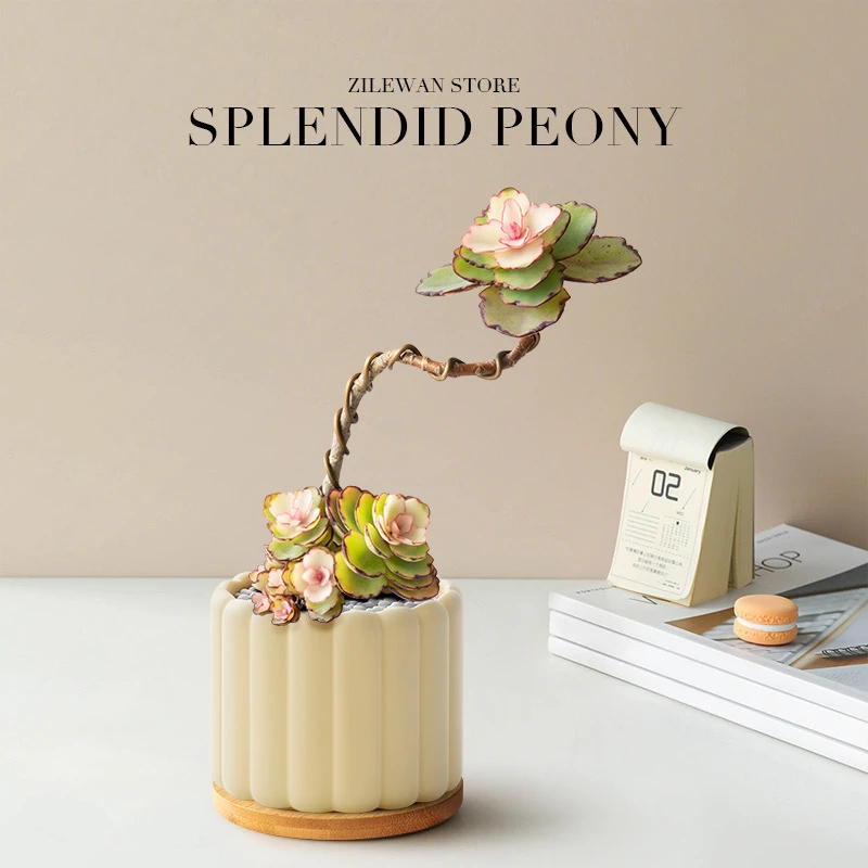 锦绣牡丹多肉植物盆栽造型老桩小盆栽绿植办公室工位桌面女生礼物