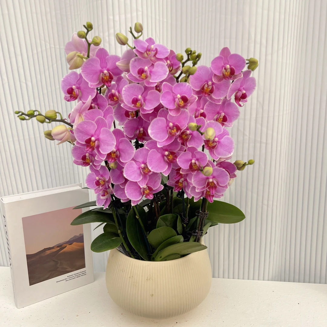 蝴蝶兰《路德曼》年度爆款花艺术组盆美观花色娇艳耐养室内花5-10