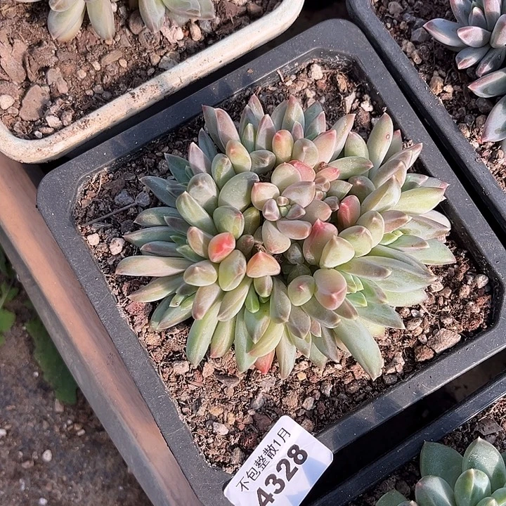 *****阿雅园艺。       4328