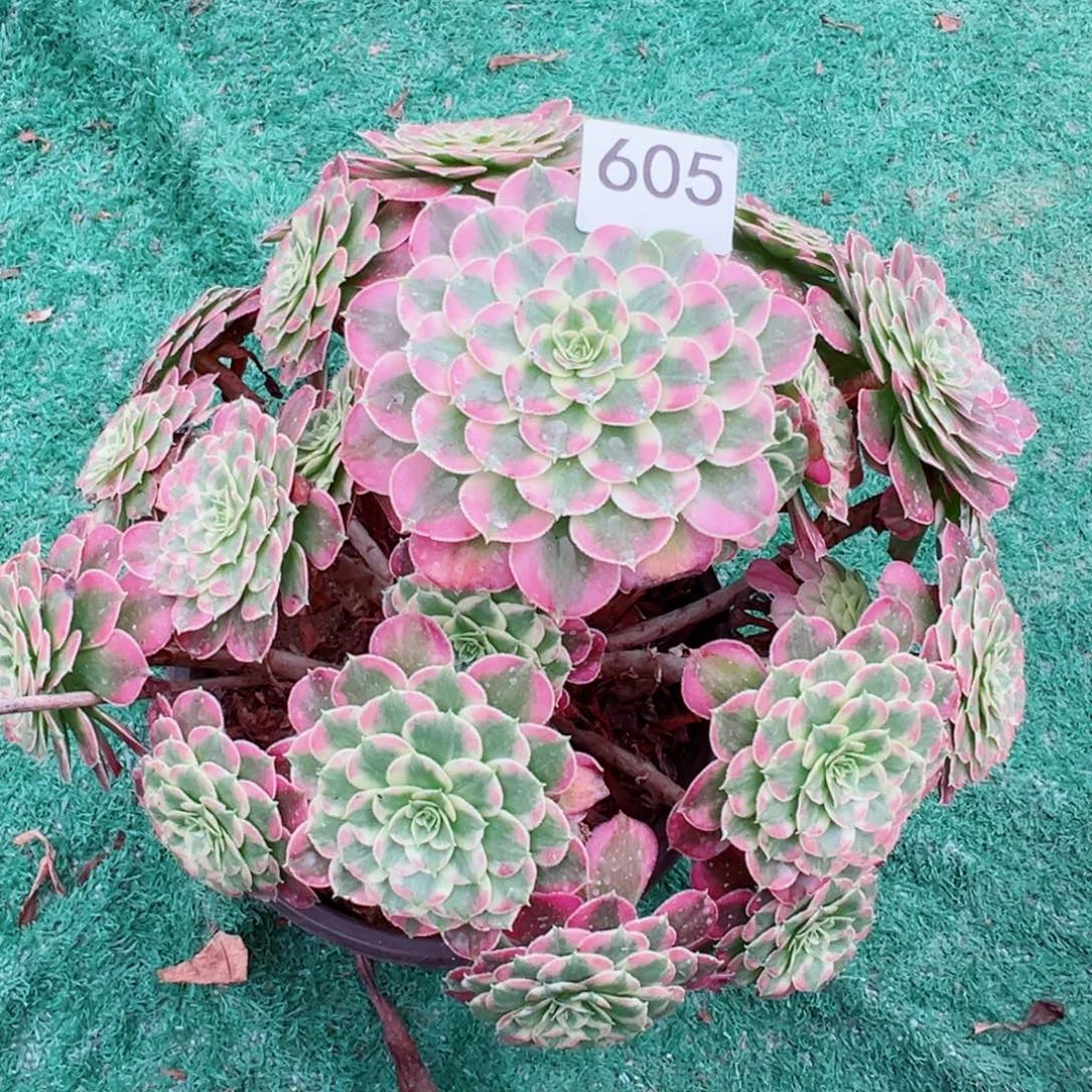 605绿体同花顺法师多肉植物