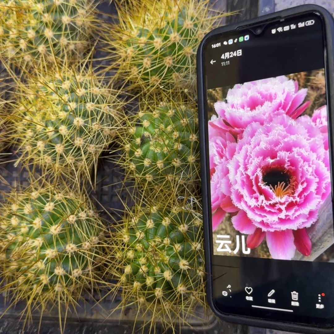 1毛花柱云儿歪5公分左右无根侧牙，20包邮