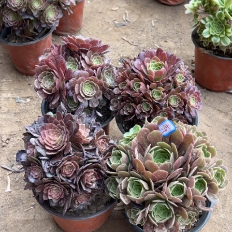 264多肉植物组合