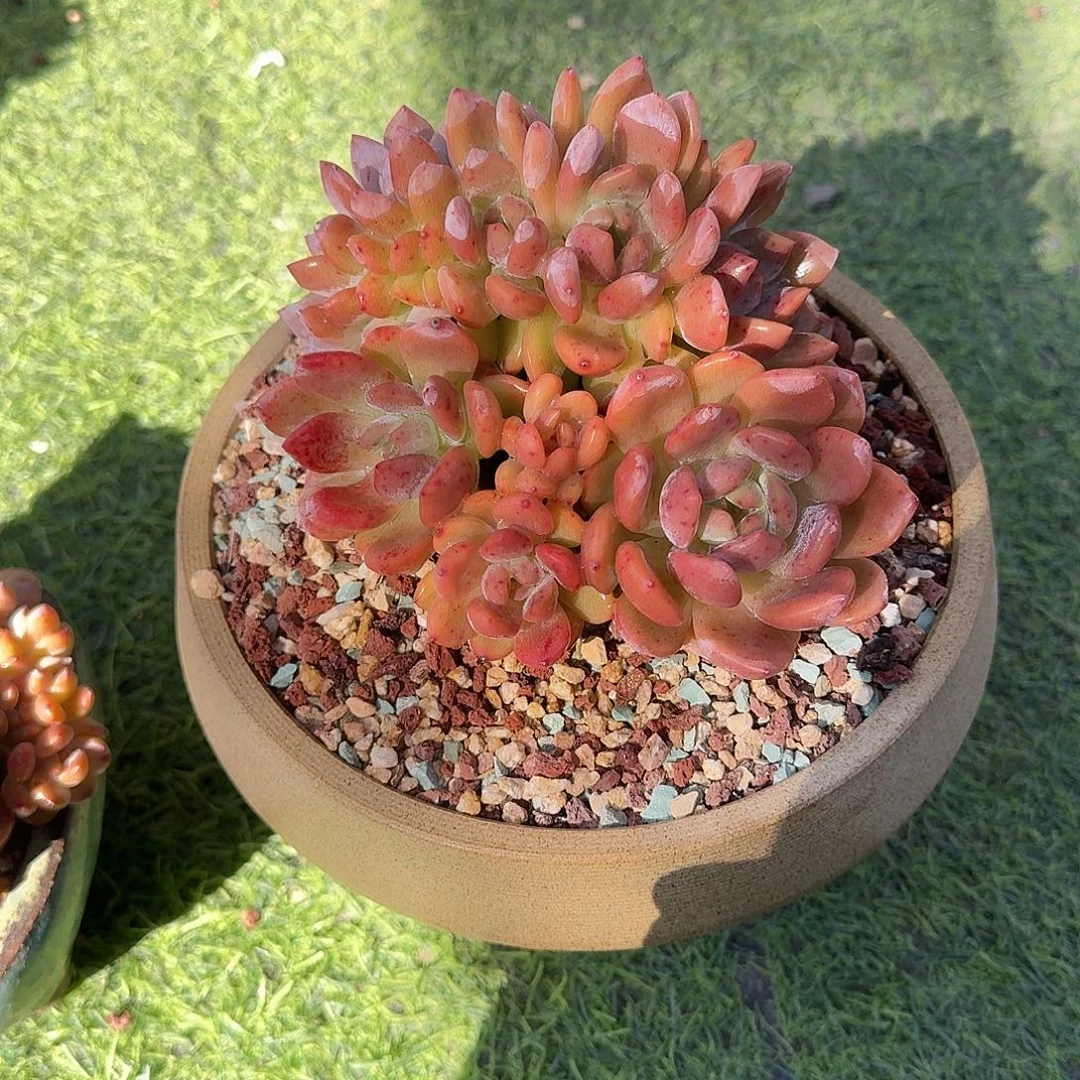 月***肉橙梦露朵朵缀一颗脱土