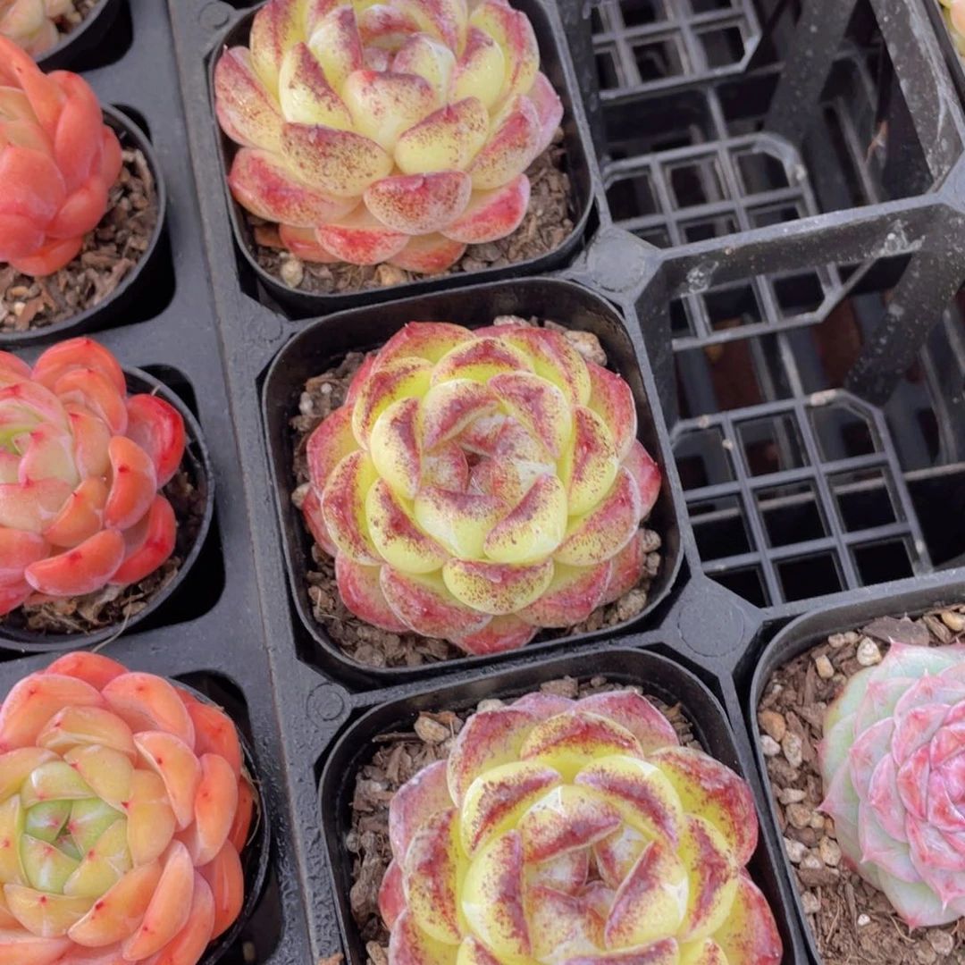 78号 宽叶全状态黄水晶单头一个