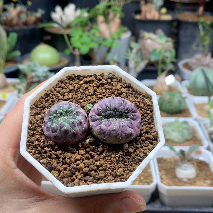 紫丽丸仙人球自根带盆