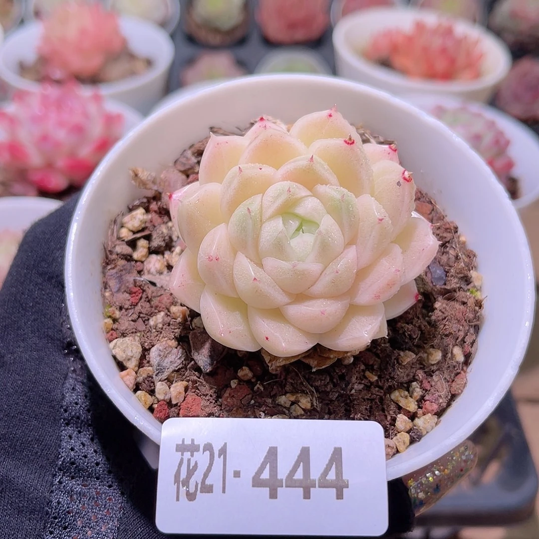 花利美21-444麦秆